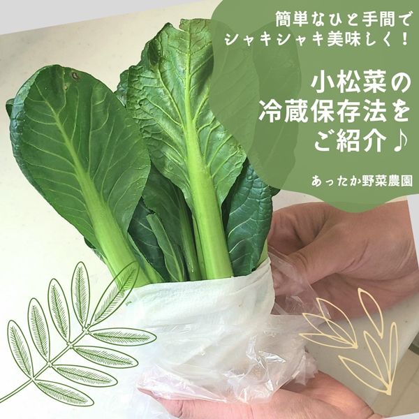 小松菜の冷蔵保存法