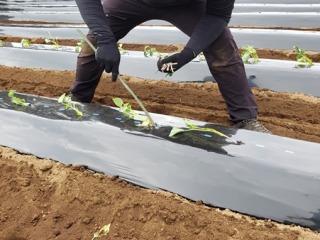 さつまいもの苗を土壌内に押し入れるように植えている様子