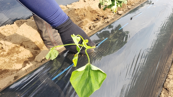 さつまいもの苗を植えている様子-2025