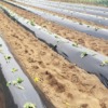さつまいもの苗を植え終わった様子-2025