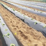 さつまいもの苗を植え終わった様子-2025