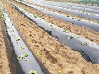 さつまいもの苗を植え終わった様子-2025