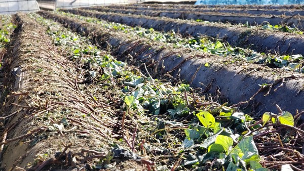 さつまいものつる刈りを行った様子-2025