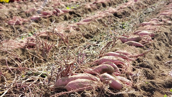 さつまいもを掘る息子-2025