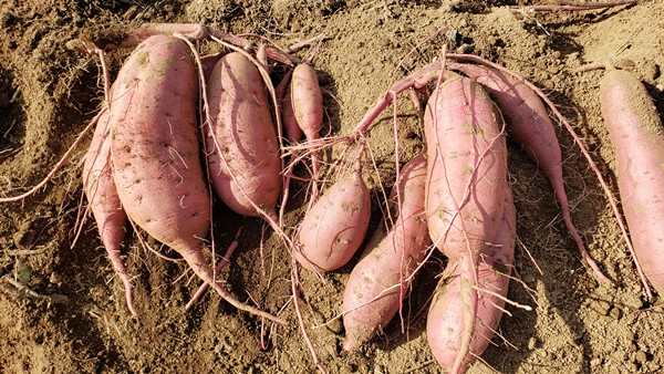 2025年度のさつまいも-2025