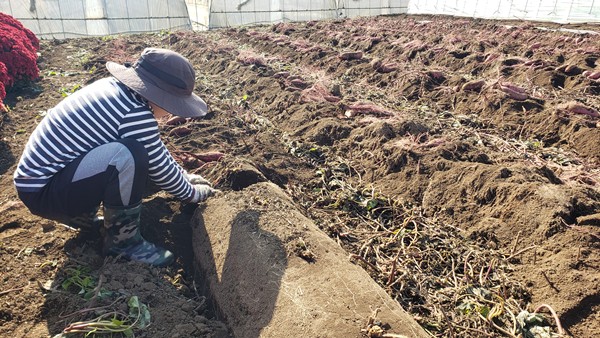 さつまいもを掘る息子-2025