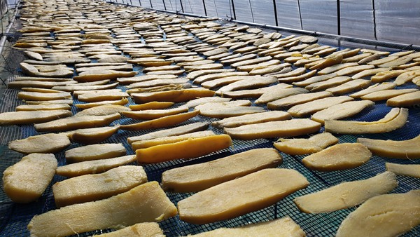 芋を天日干ししている様子-2026