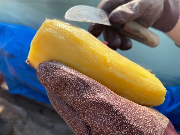 茹で上がった芋の皮をむいている様子-2026