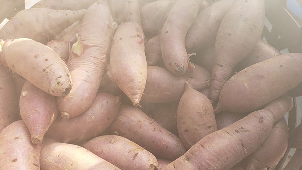 茹で上がったさつまいも-2026