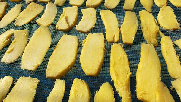 天日干ししているさつまいも-2026