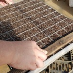 苗箱に専用の農具で種をまく穴を開けている様子-2026