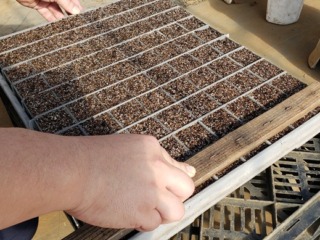 苗箱に専用の農具で種をまく穴を開けている様子-2026