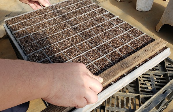 苗箱に専用の農具で種をまく穴を開けている様子-2026