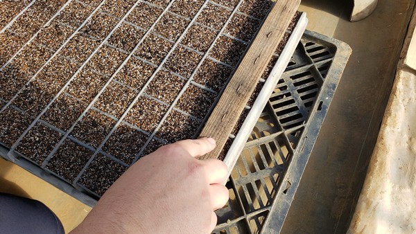 苗箱に種をまく穴を開けている様子-2026