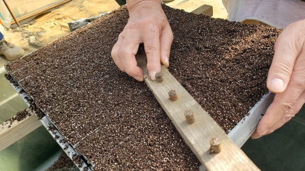 種をまいた苗箱に土を被せている様子-2026