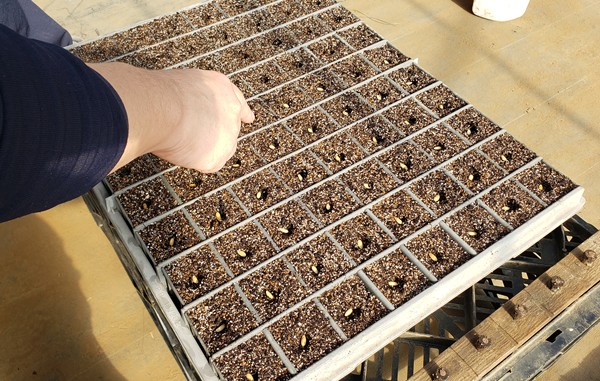 苗箱に種をまいている様子-2026