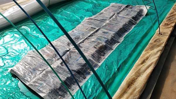 水をかけ終わった苗箱に新聞紙を被せている様子-2026
