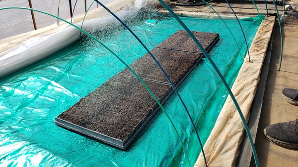 種をまき終わった苗箱に水をかけている様子-2026